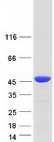 RBM4 / LARK Protein - Purified recombinant protein RBM4 was analyzed by SDS-PAGE gel and Coomassie Blue Staining