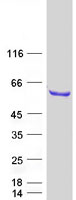 RBM46 Protein - Purified recombinant protein RBM46 was analyzed by SDS-PAGE gel and Coomassie Blue Staining