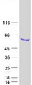 RBM46 Protein - Purified recombinant protein RBM46 was analyzed by SDS-PAGE gel and Coomassie Blue Staining