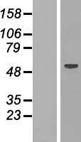 RBM47 Protein - Western validation with an anti-DDK antibody * L: Control HEK293 lysate R: Over-expression lysate