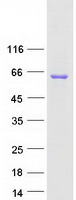 RBM47 Protein - Purified recombinant protein RBM47 was analyzed by SDS-PAGE gel and Coomassie Blue Staining