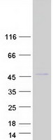 RBM4B Protein - Purified recombinant protein RBM4B was analyzed by SDS-PAGE gel and Coomassie Blue Staining