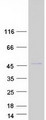 RBM4B Protein - Purified recombinant protein RBM4B was analyzed by SDS-PAGE gel and Coomassie Blue Staining