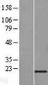 RBM8A / Y14 Protein - Western validation with an anti-DDK antibody * L: Control HEK293 lysate R: Over-expression lysate