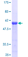RBM8A / Y14 Protein - 12.5% SDS-PAGE of human RBM8A stained with Coomassie Blue