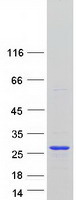 RBM8A / Y14 Protein - Purified recombinant protein RBM8A was analyzed by SDS-PAGE gel and Coomassie Blue Staining