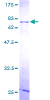 RBMS1 Protein - 12.5% SDS-PAGE of human RBMS1 stained with Coomassie Blue