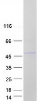 RBMS1 Protein - Purified recombinant protein RBMS1 was analyzed by SDS-PAGE gel and Coomassie Blue Staining