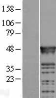 RBMS2 / SCR3 Protein - Western validation with an anti-DDK antibody * L: Control HEK293 lysate R: Over-expression lysate