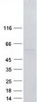 RBMS3 Protein - Purified recombinant protein RBMS3 was analyzed by SDS-PAGE gel and Coomassie Blue Staining