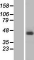 RBMX Protein - Western validation with an anti-DDK antibody * L: Control HEK293 lysate R: Over-expression lysate