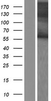 RBMY1B Protein - Western validation with an anti-DDK antibody * L: Control HEK293 lysate R: Over-expression lysate