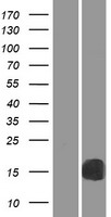 RBP2 / CRBPII Protein - Western validation with an anti-DDK antibody * L: Control HEK293 lysate R: Over-expression lysate