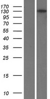 RBP3 / IRBP Protein - Western validation with an anti-DDK antibody * L: Control HEK293 lysate R: Over-expression lysate