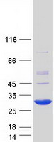 RBPMS2 Protein - Purified recombinant protein RBPMS2 was analyzed by SDS-PAGE gel and Coomassie Blue Staining
