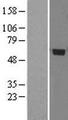 RCBTB2 Protein - Western validation with an anti-DDK antibody * L: Control HEK293 lysate R: Over-expression lysate