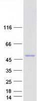 RCC1 Protein - Purified recombinant protein RCC1 was analyzed by SDS-PAGE gel and Coomassie Blue Staining