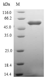 RCHY1 / PIRH2 Protein - (Tris-Glycine gel) Discontinuous SDS-PAGE (reduced) with 5% enrichment gel and 15% separation gel.