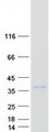 RCHY1 / PIRH2 Protein - Purified recombinant protein RCHY1 was analyzed by SDS-PAGE gel and Coomassie Blue Staining