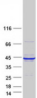 RCN1 / Reticulocalbin 1 Protein - Purified recombinant protein RCN1 was analyzed by SDS-PAGE gel and Coomassie Blue Staining