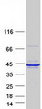 RCN1 / Reticulocalbin 1 Protein - Purified recombinant protein RCN1 was analyzed by SDS-PAGE gel and Coomassie Blue Staining
