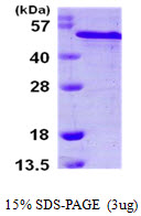 RCN2 Protein