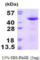 RCN3 Protein