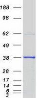 RD / PHYH Protein - Purified recombinant protein PHYH was analyzed by SDS-PAGE gel and Coomassie Blue Staining