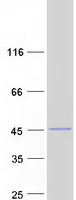 RDH10 Protein - Purified recombinant protein RDH10 was analyzed by SDS-PAGE gel and Coomassie Blue Staining