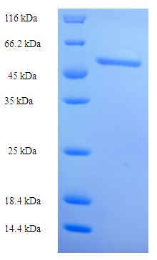 RDH12 / LCA3 Protein