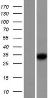 RDH8 Protein - Western validation with an anti-DDK antibody * L: Control HEK293 lysate R: Over-expression lysate