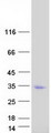 REC114 / C15orf60 Protein - Purified recombinant protein REC114 was analyzed by SDS-PAGE gel and Coomassie Blue Staining