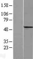 RECQ1 / RECQL Protein - Western validation with an anti-DDK antibody * L: Control HEK293 lysate R: Over-expression lysate