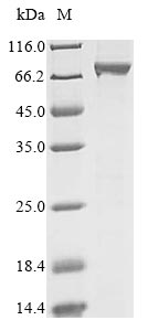 RECQ1 / RECQL Protein - (Tris-Glycine gel) Discontinuous SDS-PAGE (reduced) with 5% enrichment gel and 15% separation gel.