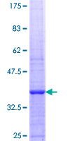 RECQ1 / RECQL Protein - 12.5% SDS-PAGE Stained with Coomassie Blue.