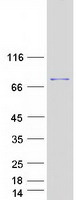 RECQ1 / RECQL Protein - Purified recombinant protein RECQL was analyzed by SDS-PAGE gel and Coomassie Blue Staining