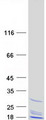 REEP1 Protein - Purified recombinant protein REEP1 was analyzed by SDS-PAGE gel and Coomassie Blue Staining