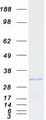 REEP3 Protein - Purified recombinant protein REEP3 was analyzed by SDS-PAGE gel and Coomassie Blue Staining