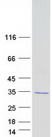 REEP4 Protein - Purified recombinant protein REEP4 was analyzed by SDS-PAGE gel and Coomassie Blue Staining