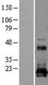 REEP5 Protein - Western validation with an anti-DDK antibody * L: Control HEK293 lysate R: Over-expression lysate