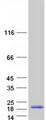 REG1A Protein - Purified recombinant protein REG1A was analyzed by SDS-PAGE gel and Coomassie Blue Staining