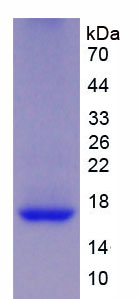 REG1B Protein - Recombinant Regenerating Islet Derived Protein 1 Beta By SDS-PAGE