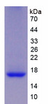 REG1B Protein - Recombinant Regenerating Islet Derived Protein 1 Beta By SDS-PAGE