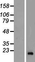 REG3G Protein - Western validation with an anti-DDK antibody * L: Control HEK293 lysate R: Over-expression lysate