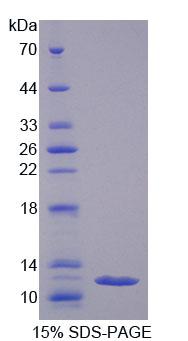 REG3G Protein - Recombinant  Islet Derived Protein 3 Gamma By SDS-PAGE