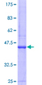 REG4 / REG-IV Protein - 12.5% SDS-PAGE of human REG4 stained with Coomassie Blue