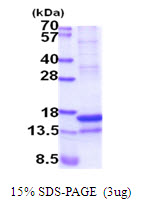 REG4 / REG-IV Protein