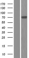 REL / C-Rel Protein - Western validation with an anti-DDK antibody * L: Control HEK293 lysate R: Over-expression lysate