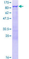 RELB Protein - 12.5% SDS-PAGE of human RELB stained with Coomassie Blue