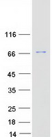 RELB Protein - Purified recombinant protein RELB was analyzed by SDS-PAGE gel and Coomassie Blue Staining